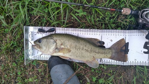 ブラックバスの釣果