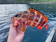 アカハタの釣果