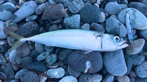 サバの釣果