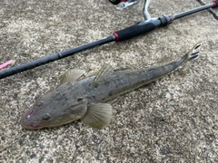 コチの釣果