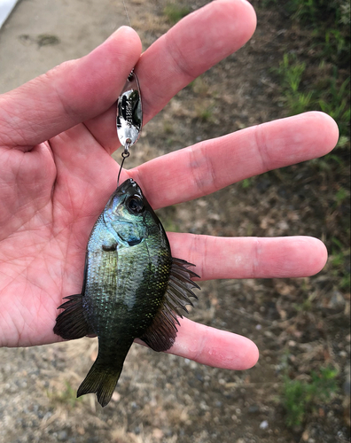 ブルーギルの釣果