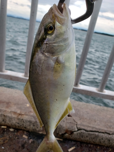 カンパチの釣果