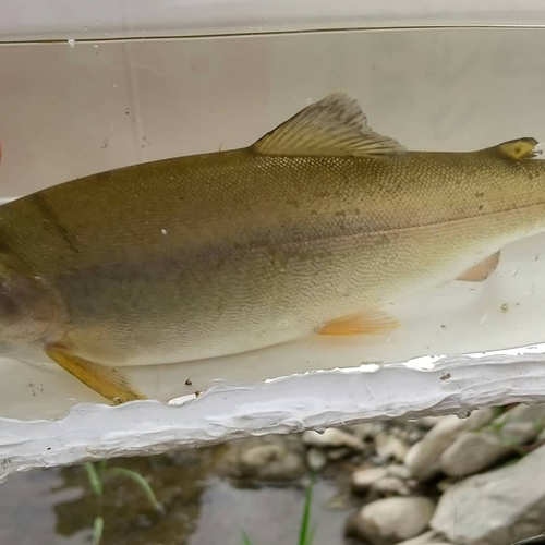 ホウライマスの釣果