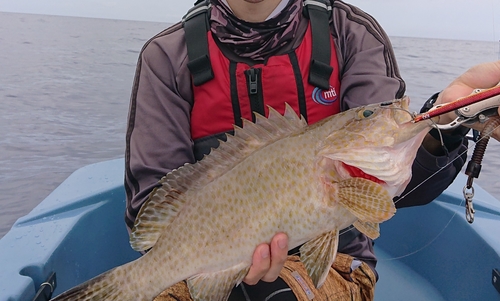 オオモンハタの釣果