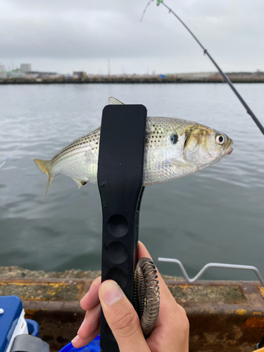 コノシロの釣果