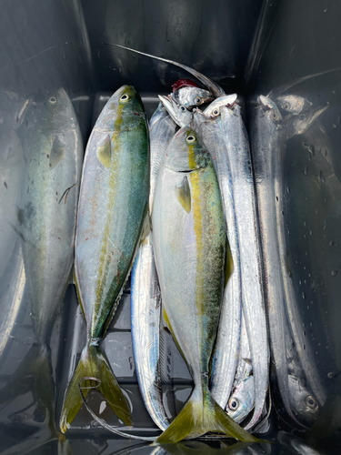 タチウオの釣果