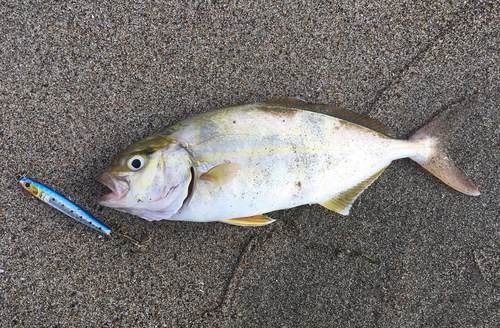 ショゴの釣果