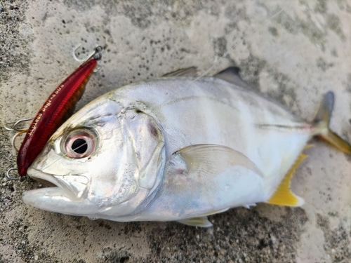 メッキの釣果