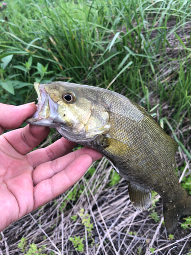 スモールマウスバスの釣果