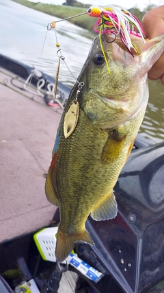 ラージマウスバスの釣果