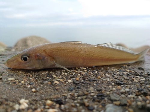 キスの釣果