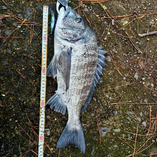 チヌの釣果