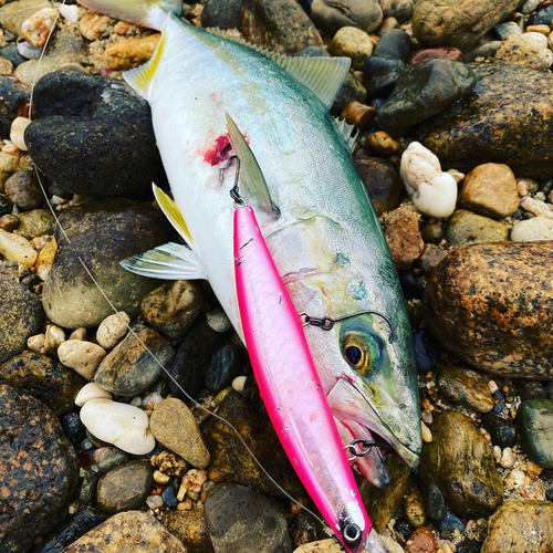 ツバスの釣果