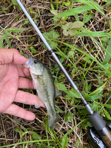 ラージマウスバスの釣果