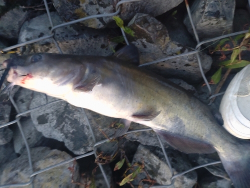 アメリカナマズの釣果