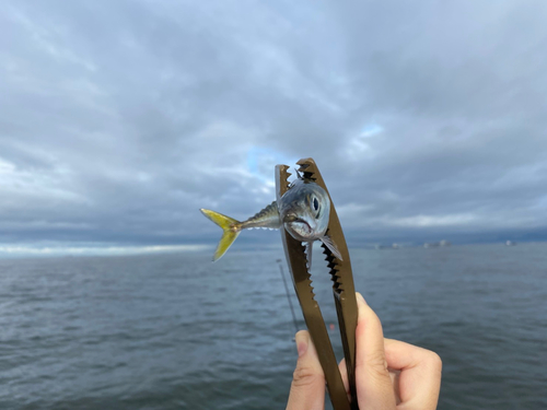 サバの釣果