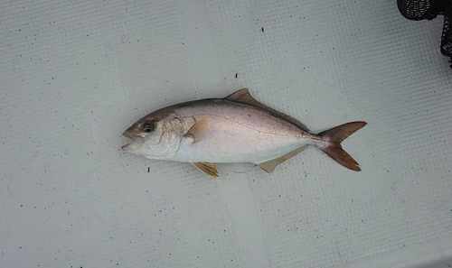 ショゴの釣果