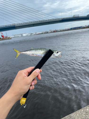 サバの釣果