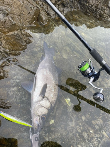 ヒラスズキの釣果