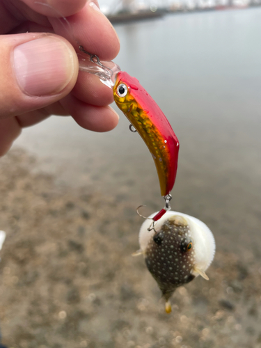 クサフグの釣果