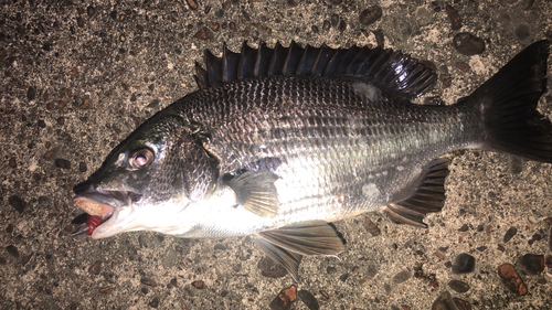 チヌの釣果