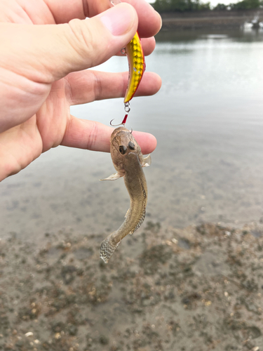 ハゼの釣果