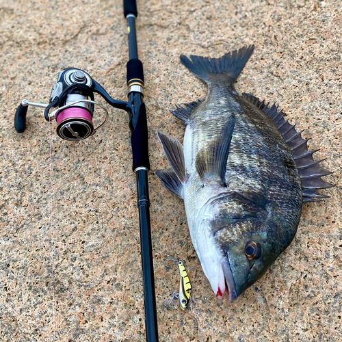 チヌの釣果