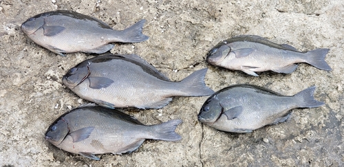 オナガグレの釣果