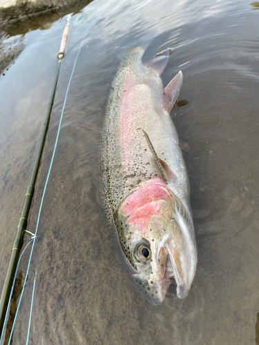 ニジマスの釣果