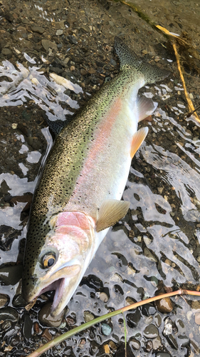 ニジマスの釣果