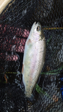 ニジマスの釣果