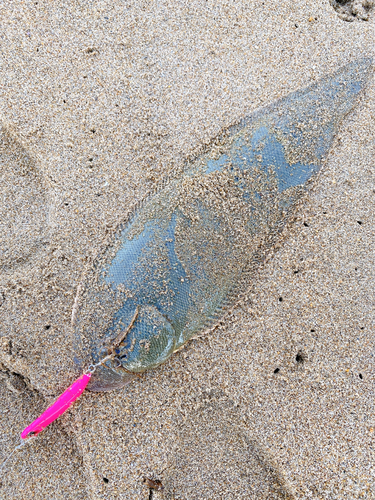 シタビラメの釣果