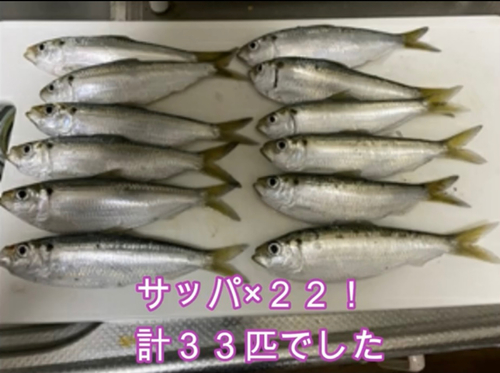 サッパの釣果