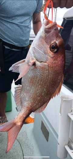 タイの釣果