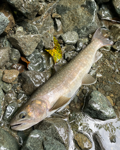 ニッコウイワナの釣果