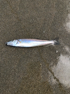 キスの釣果