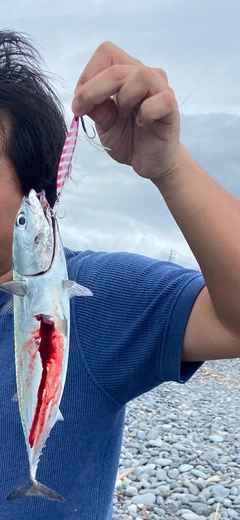 ソウダガツオの釣果