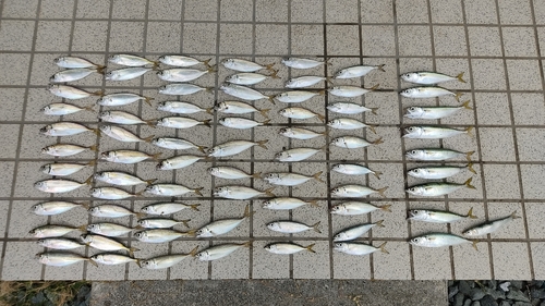 アジの釣果