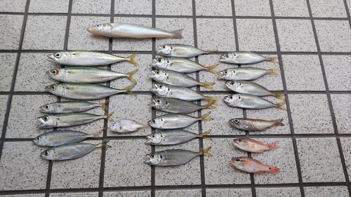 アジの釣果