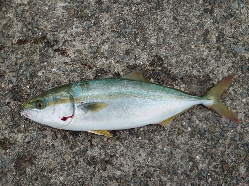 ツバスの釣果