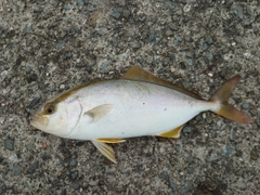 シオの釣果