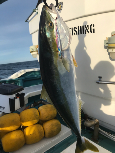 イナダの釣果