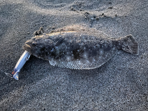 ソゲの釣果