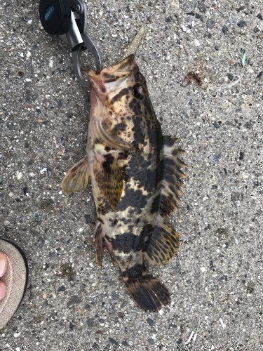 タケノコメバルの釣果