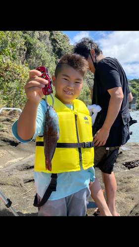 ベラの釣果