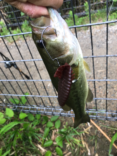 ラージマウスバスの釣果