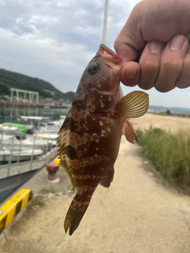 キジハタの釣果