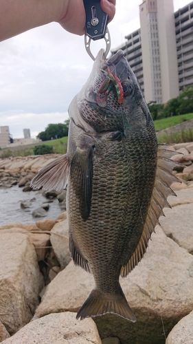 チヌの釣果