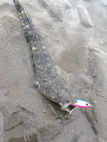 マゴチの釣果