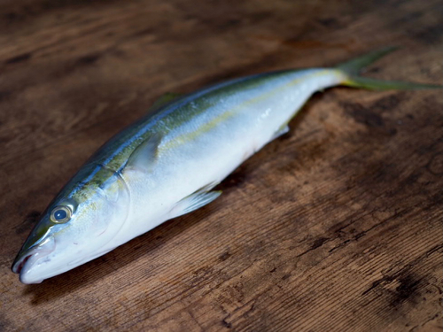 ツムブリの釣果